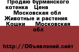 Продаю бурманского котенка › Цена ­ 15 000 - Московская обл. Животные и растения » Кошки   . Московская обл.
